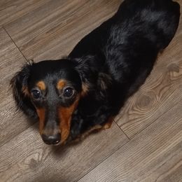 Vashti - Dachshund