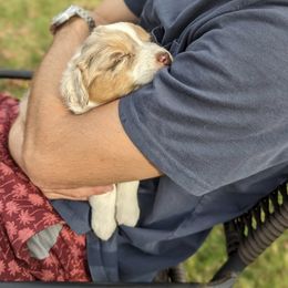 Australian Shepherd Puppies from Hickory Pines farm