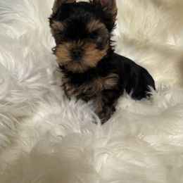 AKC Rudy - Blue and gold male Yorkshire Terrier puppy in Bloomingdale, Georgia from Harrington Yorkies