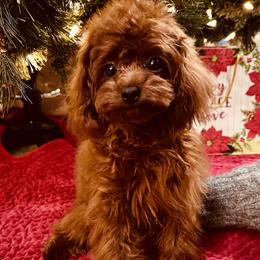 Ruby - Poodle