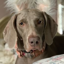 Nyla - Weimaraner