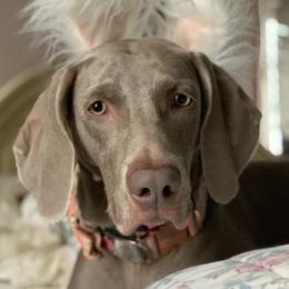 Nyla - Weimaraner