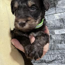 Puppy 8 - Brown male Whoodle puppy in Corinth, Maine from Whoodles of Maine