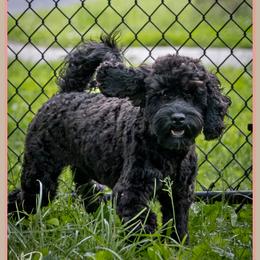 Pilgram - Black male Cockapoo puppy in Connersville, Indiana from Deaz Doodle Ranch