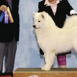 Samoyeds from Barron's Samoyeds