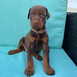Brown Female - Red and rust female Doberman Pinscher puppy in Madison, Indiana from Jensen Dobermans and Dachshunds