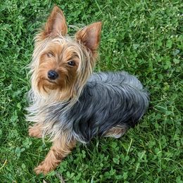 Yorkshire Terriers from T L Tharp Farm