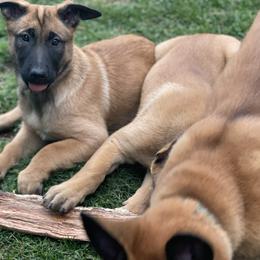 Girl 2 - female Belgian Malinois puppy in Egg Harbor Township, New Jersey from Ever Loyal K9 Training
