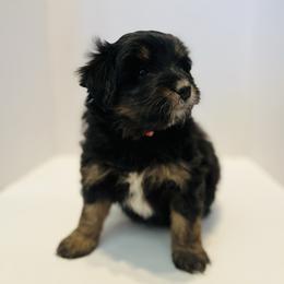 Teddy-Red - Tri-color male Bernedoodle puppy in Casper, Wyoming from 307 Doodles