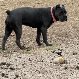 Millie - Gray brindle female Cane Corso puppy in Sullivan, Missouri from Midwest Cane Corso in Action