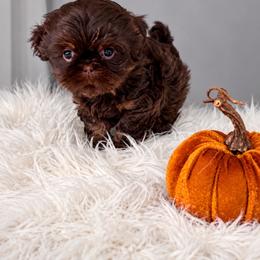 Mocha - Chocolate and tan female Shih Tzu puppy in Connersville, Indiana from Sugar and Spice Shihtzus