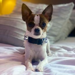 Tito - Chihuahua