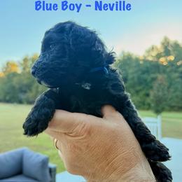 Blue boy (Neville) - Black male Bernedoodle puppy in Moulton, Alabama from Triple W Doodles