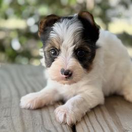 Chase - Parti male Yorkshire Terrier puppy in Hardin, Texas from Katrinas puppies