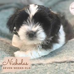 Morkie, Shorkie, and Yorkshire Terrier Puppies from Yorkie and Morkie Boutique
