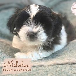 Morkie, Shorkie, and Yorkshire Terrier Puppies from Yorkie and Morkie Boutique