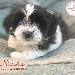 Morkie, Shorkie, and Yorkshire Terrier Puppies from Yorkie and Morkie Boutique