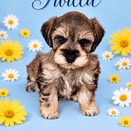 Twilla - Salt and pepper female Miniature Schnauzer puppy in Daisetta, Texas from Winfree’s Schnauzers