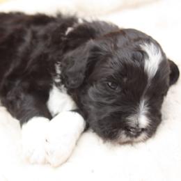 Fairy Godmother - Black and white female Bernedoodle puppy in Scottsville, Kentucky from Barren River Bernedoodles and Poodles