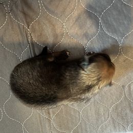 Girl 3 - Chocolate sable female Pomeranian puppy in Decatur, Iowa from Lisa Greenhalgh