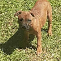 Staffordshire Bull Terriers from Sherry's Staffordshire Bull Terriers