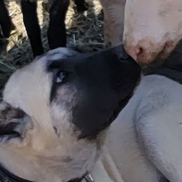 Turkish Boz Shepherds from Emerald Mtn Ranch LLC