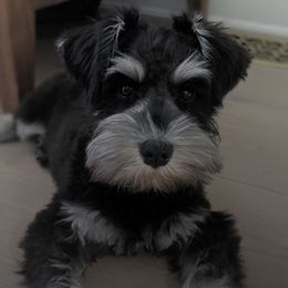 Miniature Schnauzers from Schottzie’s Miniature Schnauzers