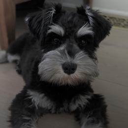 Miniature Schnauzers from Schottzie’s Miniature Schnauzers