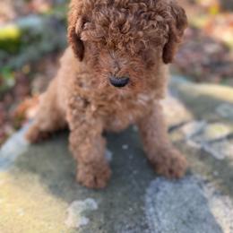 Pumpkin - Apricot male Goldendoodle puppy in Killingly, Connecticut from Woodland Acres