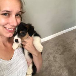 Pembroke Welsh Corgi Puppies from B&J Corgis