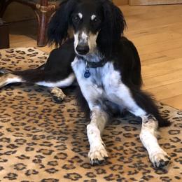 Blake - Black tan and white male Saluki puppy in Los Angeles, California from Srinagar Salukis