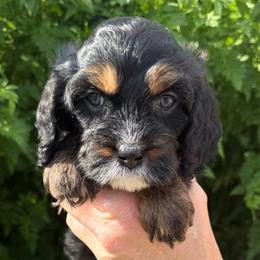 Cora - Tri-color female Cavapoo puppy in Tucson, Arizona from Adored Poodle & Doodles