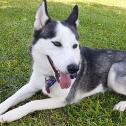 Siberian Huskies from Midland City Huskies