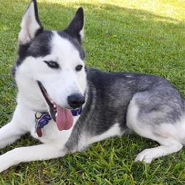 Siberian Huskies from Midland City Huskies