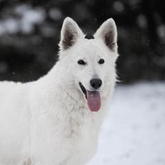 Neva - Berger Blanc Suisse