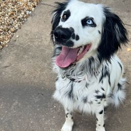 Sky - Dalmatian