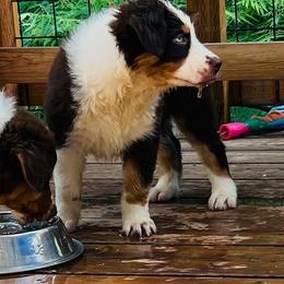 Australian Shepherd Puppies from Black Canyon Corral Aussies