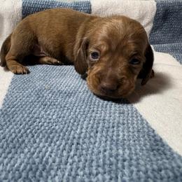 Max - Brindle female Dachshund puppy in Crosby, Texas from House of Slinkys