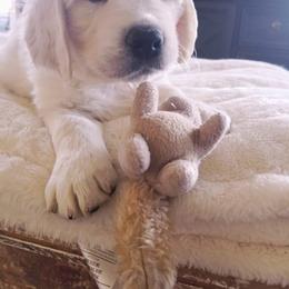 Cavalier King Charles Spaniel and Golden Retriever Puppies from SelahGold