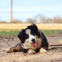 Miniature Australian Shepherd and Toy Australian Shepherd Puppies from Sanative Homestead
