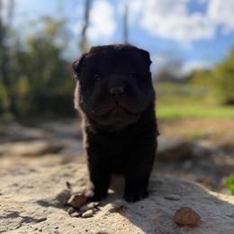 Bagherra - Black female Chinese Shar-Pei puppy in Auburn, Kansas from Justin's Chinese Shar-Pei