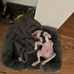 Boston Terrier Puppies from I Love Pups