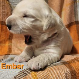 Golden Retriever Puppies from LOMAH Retrievers