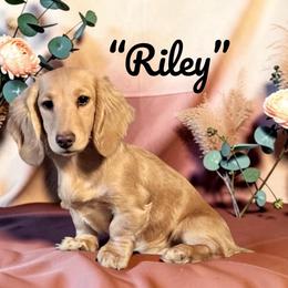 Riley - Dachshund