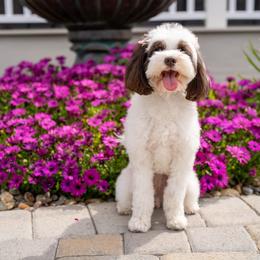 Bailey - Australian Labradoodle