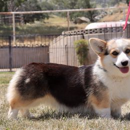Paisley - Pembroke Welsh Corgi