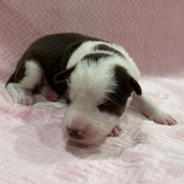 Sif - Tri-color female Border Collie puppy in New Bern, North Carolina from New Bern Border Collies
