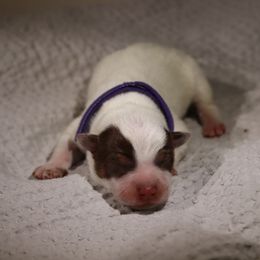 Dolly - Red speckled female Australian Cattle Dog puppy in Tucson, Arizona from Socattleranch’s Corgi’s