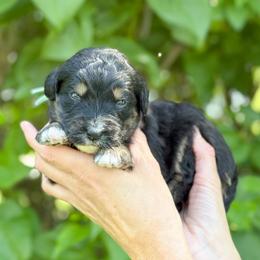 Josie - Phantom female Bernedoodle puppy in Bellville, Ohio from Bernedoodle Buddies