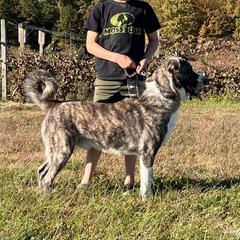 JEP - Anatolian Shepherd Dog